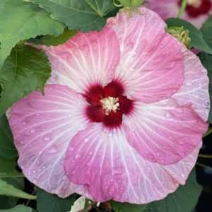 hibiscus spinderella