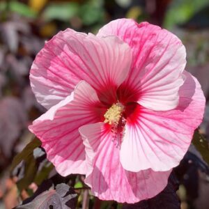 hibiscus starry starry night