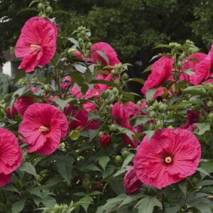 hibiscus summer in paradise