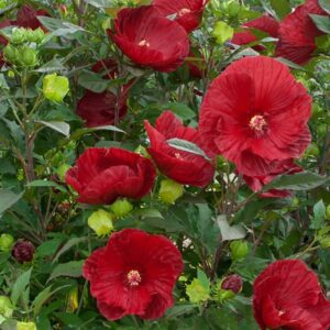 hibiscus cranberry crush