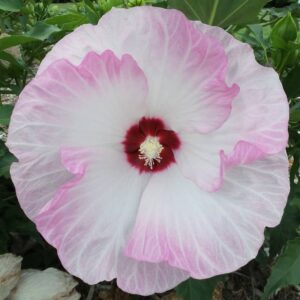 hibiscus summerific ballet slippers