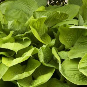 hosta sum and substance