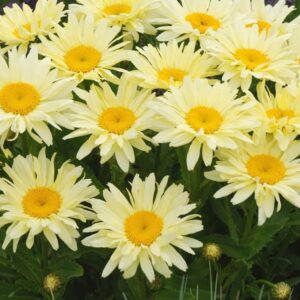 leucanthemum banana cream