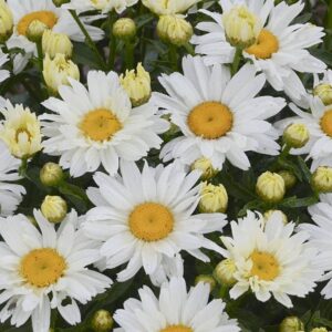 leucanthemum cream puff