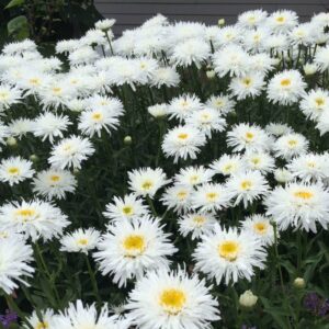 leucanthemum sante