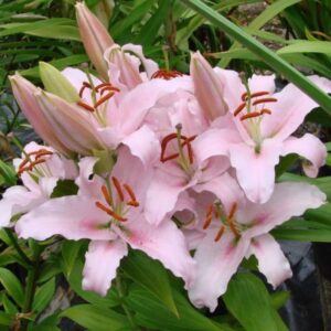lilium sunny bonaire lys