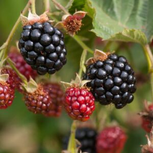 Rubus fruticosus murier navaho