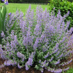 nepeta walkers low