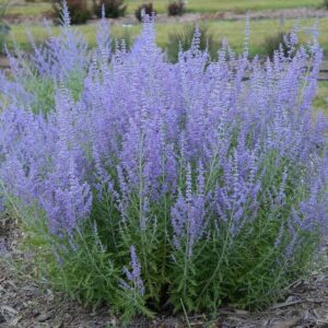 perovskia blue jean baby