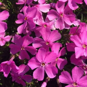 phlox emerald pink