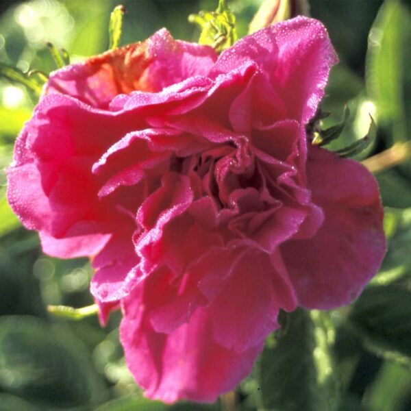 rosier rugosa hansa rosa