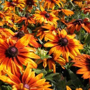 rudbeckia cappuccino