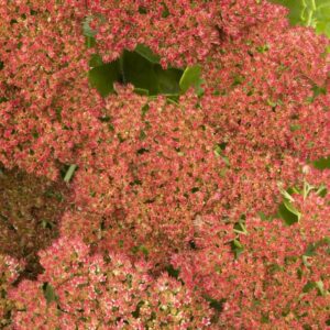 sedum automn fire