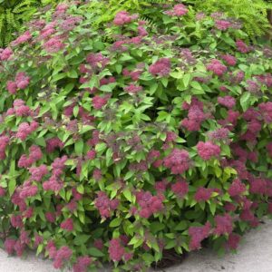 spiraea double play red