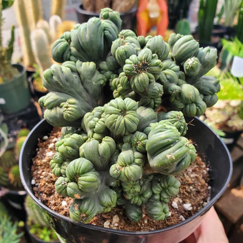 Cereus forbesii monstrose cactus ming thing