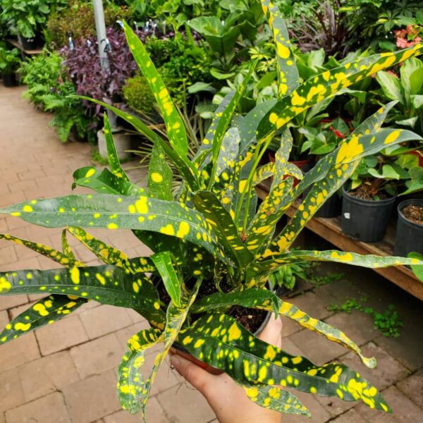 croton yellow variegata