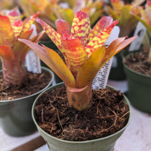 Bromelia Vri. Gigantea