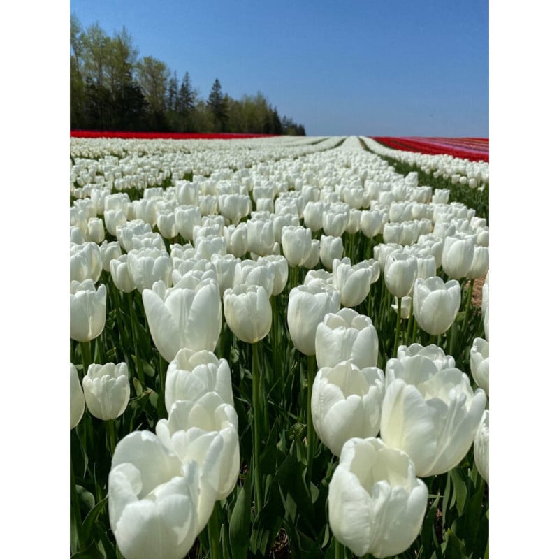 Bulbe Vrac Tulipe Nuit Blanche | Jardins Zeillinger Botanix