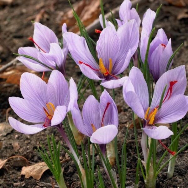 bulbe crocus sativus saffron bulb
