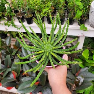 euphorbia caput medusae