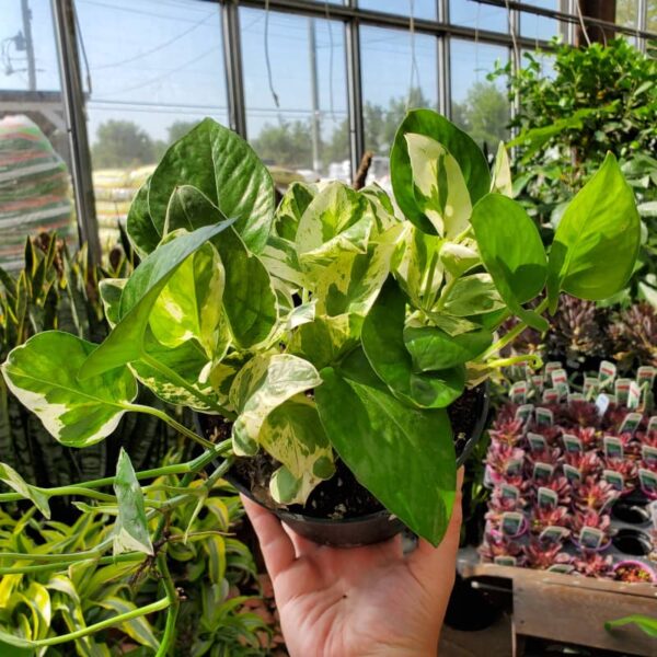 pothos pearl and jade