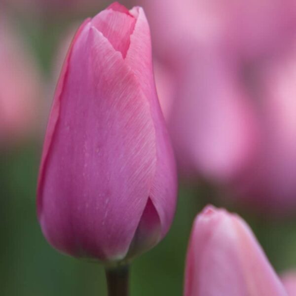bulbe tulipe big love bulb