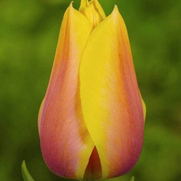 bulbe tulipe blushing beauty bulb