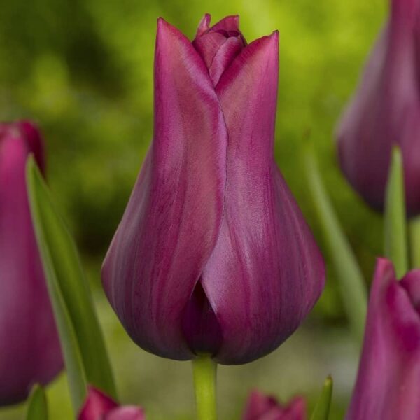 bulbe tulipe merlot bulb