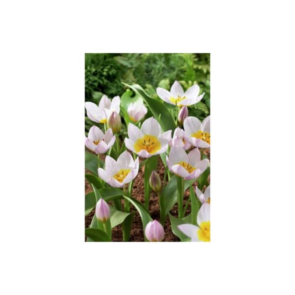 bulbe tulipe miniature bakeri lilac wonder bulb