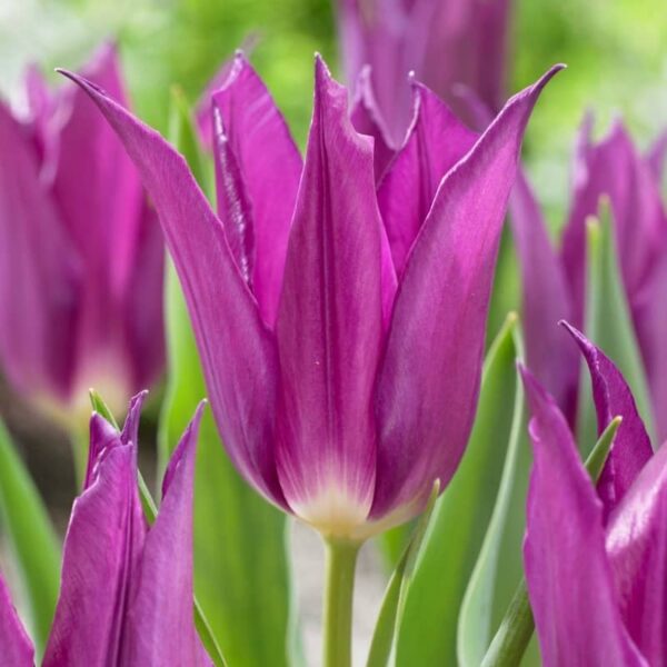 bulbe tulipe purple dream bulb