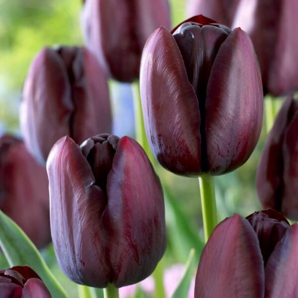 bulbe tulipe queen of night bulb