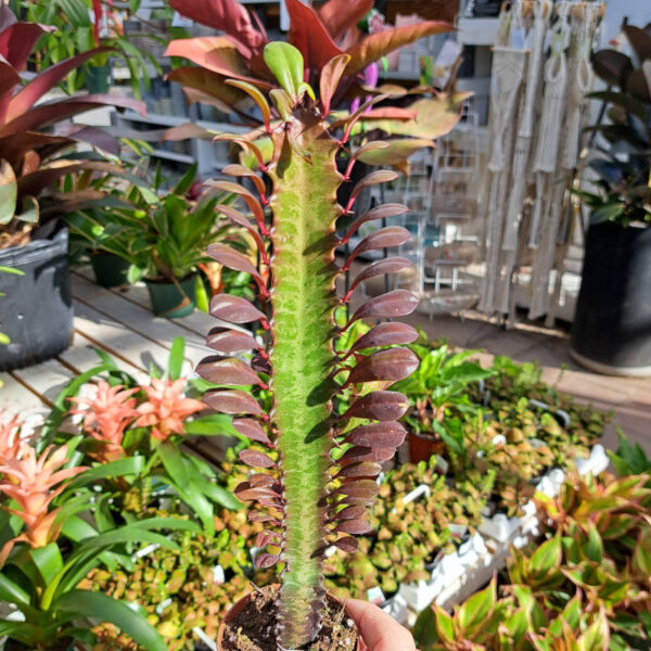 Euphorbia Trigona Rouge