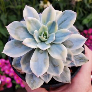 echeveria subsessilis variegata