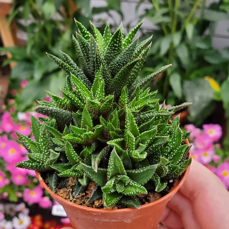 haworthia