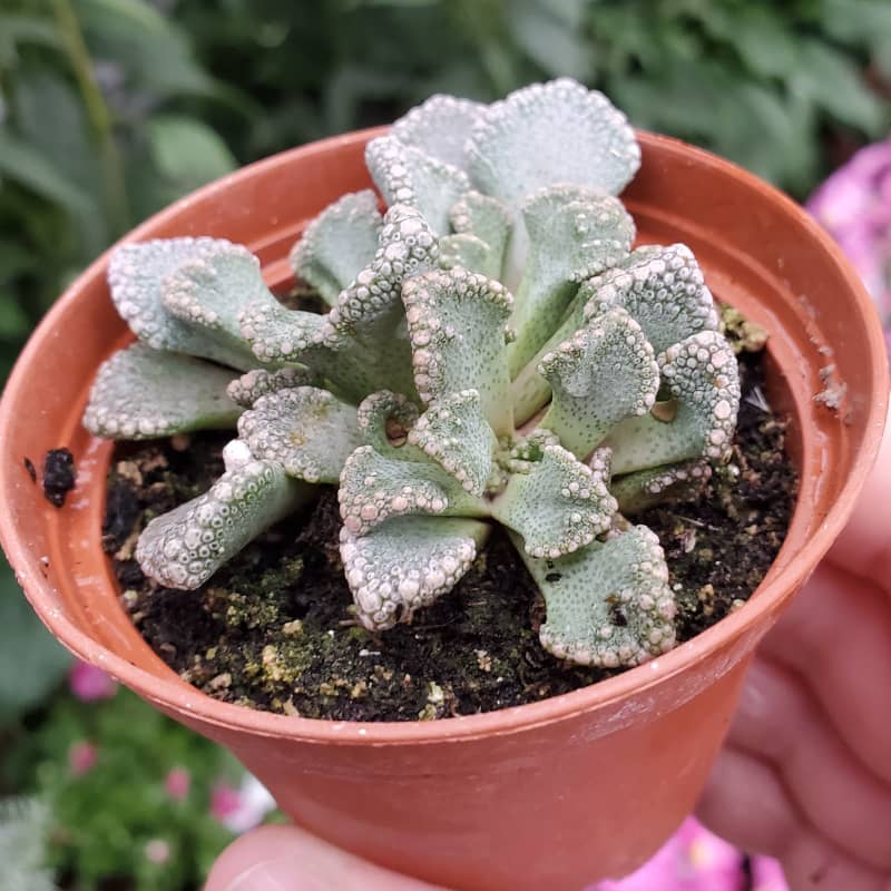 titanopsis