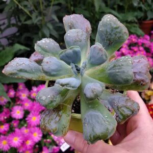 echeveria love raindrops