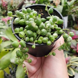 senecio rowleyanus variegata