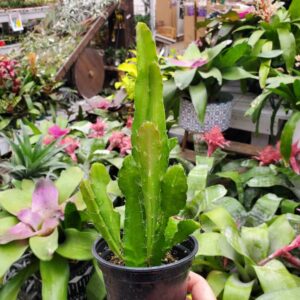 epiphyllum orchidée cactus orchid