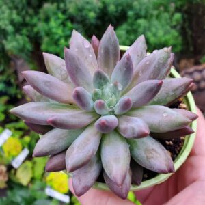 pachyphytum red dragonfly succulente