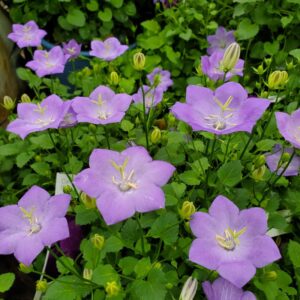 Campanula Rapido Blue Campanule