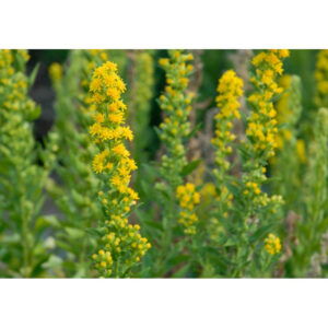 Solidago Wichita Mountain
