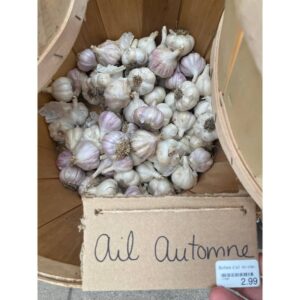 ail d'automne fall garlic