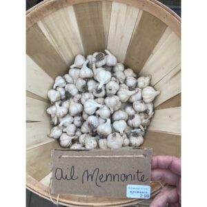 ail mennonite garlic