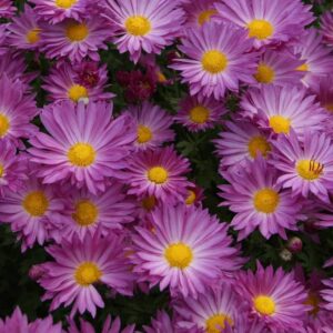 chrysanthème mammouth dark lavender chrysanthemum