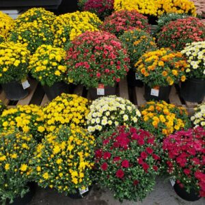 chrysanthèmes automne chrysanthemum