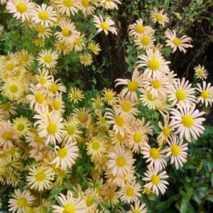 chrysanthemum mary stoker chrysanthème