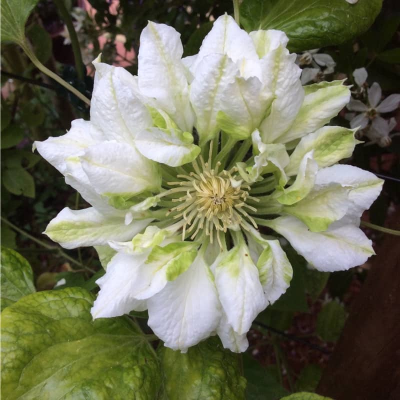 clematis diamond ball clématite