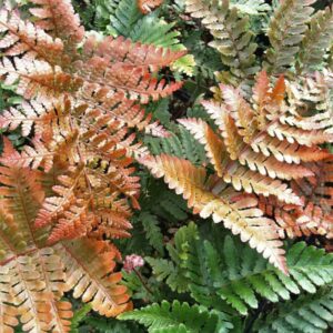 dryopteris autumn brilliance
