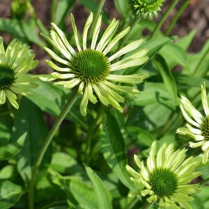 echinacea green jewel