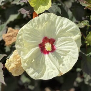 hibiscus summerific french vanilla